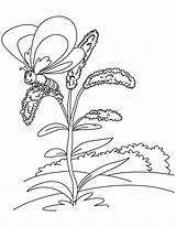 Goldenrod Visiting Butterfly Coloring Drawing Getdrawings sketch template