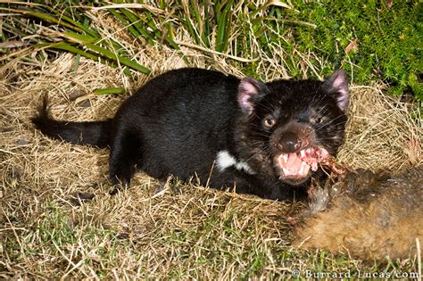tasmanian devil eating burrard lucas photography