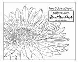 Coloring Daisy Gerbera Pages Adult Getdrawings Getcolorings sketch template