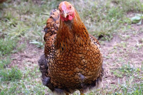 Pam S Backyard Chickens A Guide To Cold Hardy Chicken Breeds