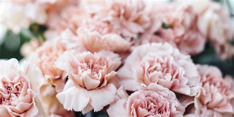 reasons  bring   carnation  carnations