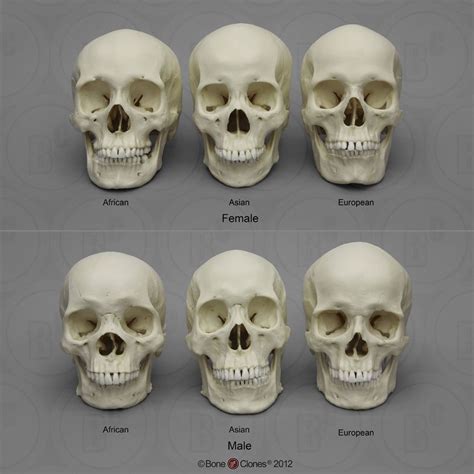human male  female skulls african asian  european bone