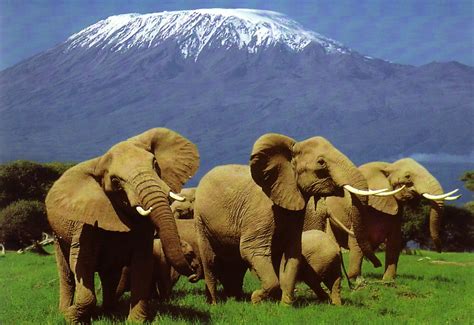 raisons daller faire  safari au kenya cet ete  world trip