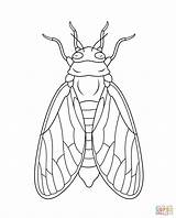 Cicada Coloring Pages Drawing Printable Line Super Supercoloring Insect Illustration Drawings Bugs Tattoo Paintingvalley Choose Board Holidays sketch template