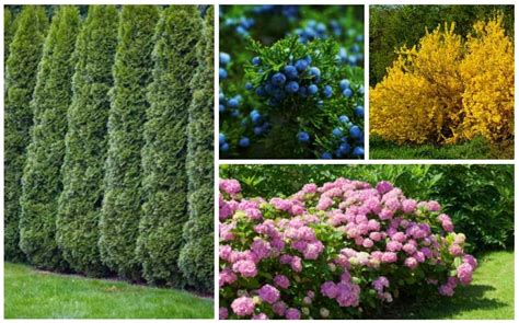 fast growing privacy shrubs bushes