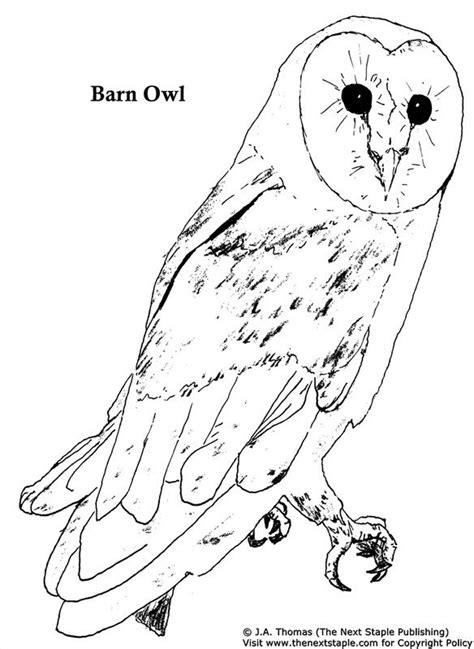 picture owl coloring pages coloring pages butterfly coloring page