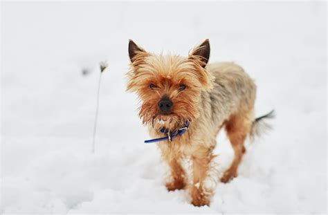 het kleine hondje  de sneeuw kijkt  de camera gratis foto