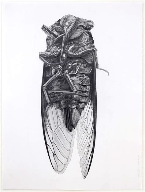 insect drawings  behance