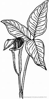 Arrowhead Svg Info Template Botany Plant sketch template
