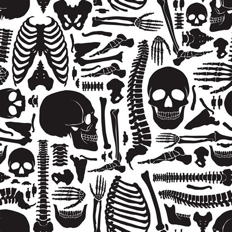 human bones skeleton pattern  vector art  vecteezy