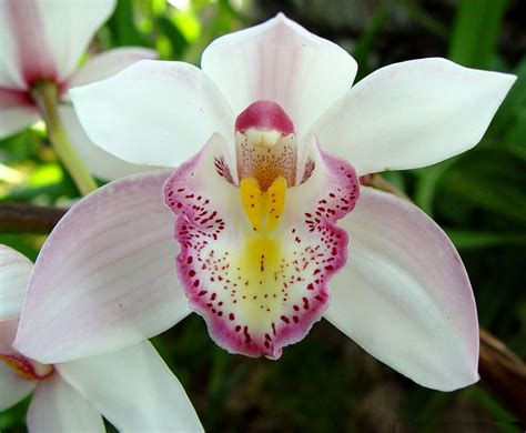 semana  meio ambiente botanico sedia show de orquideas noticias