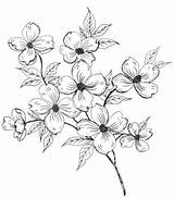 Flower Dogwood Simple Drawing Branch Drawings Easy Beginners Flowers Tattoo Flores Plant Cartoondistrict Cartoon Getdrawings Blossom Sketches Guardado Fáciles Para sketch template