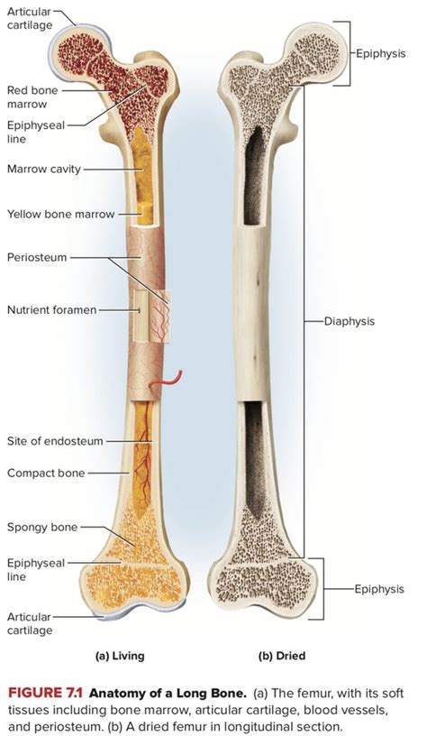 structure   typical long bone