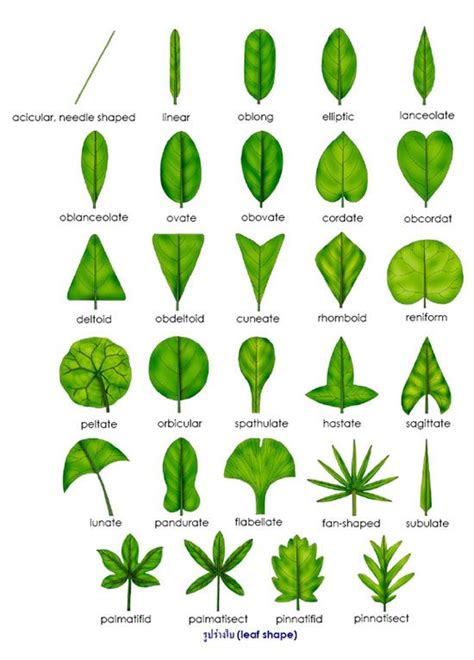 leaf shape trees pinterest leaves shape  botany