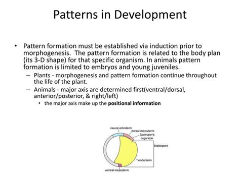 patterns  development powerpoint