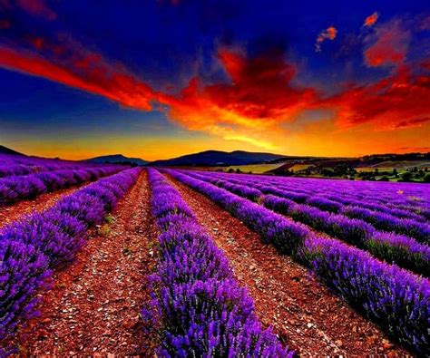 lavender fields live wallpapers