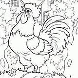 Rooster Hahn Hens Chook Malvorlage Hen Pasari Desene Colibri Chickens Calatoare Salvat Pe sketch template