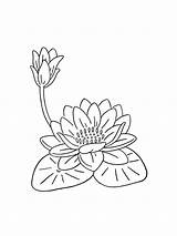 Pages Coloring Lily Water sketch template