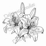 Lily Drawing Flower Tattoo Tiger Stargazer Drawings Tattoos Line Lilies Sketch Coloring Lillies Easter Sketches Draw Outline Calla Painting Jagua sketch template