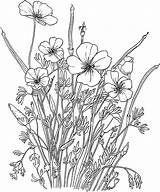 Coquelicot Coloriage Coloriages sketch template