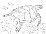 Turtle Coloring Realistic Sea Pages Hawksbill Drawing Printable Leatherback Animal Turtles Detailed Ocean Animals Loggerhead Supercoloring Color Sheets Drawings Print sketch template