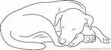 Sleeping Dog Coloring Let Pages Coloringpages101 Color Dogs sketch template