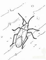 Coloring Pages Cockroach Insect Animal Grasshopper Animals Boys Getdrawings 52kb sketch template