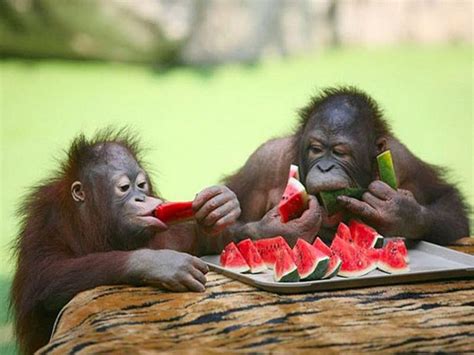 animals eating food  brighten  day