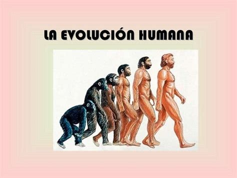 Tema 2 La Evolución Humana