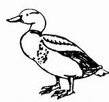 Mallard Duck Luna Drawing sketch template