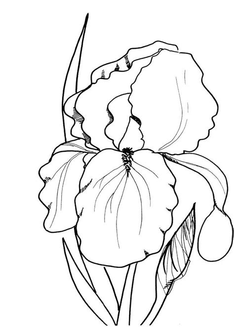 spring flowers coloring pages print flower coloring pages coloring