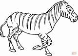 Zebra Coloring Pages Kids Zebras Drawing Baby Printable Color Super Clipart Online Supercoloring Drawings Mammals Gif Cute Silhouettes sketch template