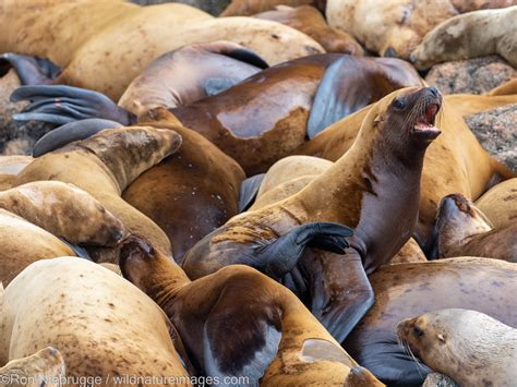 northern sea lion colony tongass national forest alaska