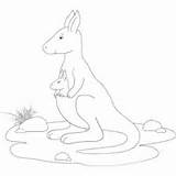 Surfnetkids Coloring Animal Animals Kangaroo Joey sketch template