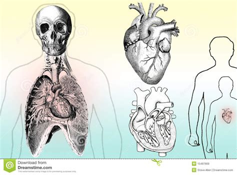 Anatomia Humana Ilustração Stock Ilustração De Coração