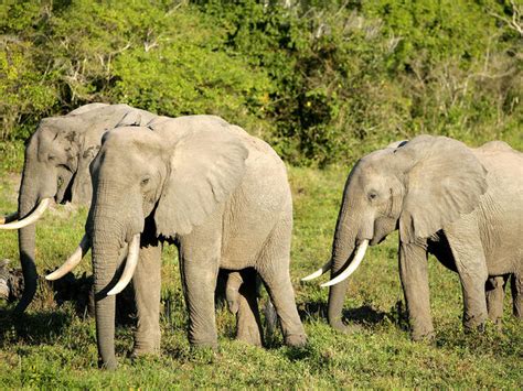7 elephant facts you should know stories wwf