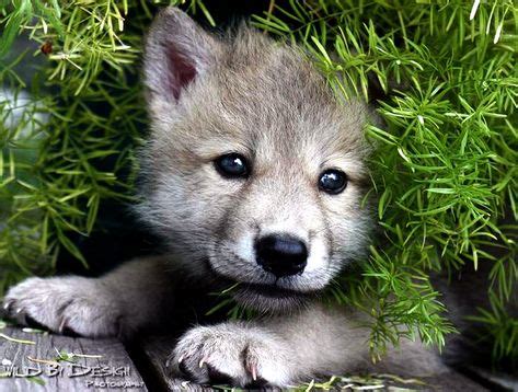 wolf puppy