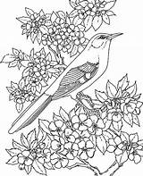 Coloring Mockingbird Pages Animal Amazing Realistic Drawing Birds Bird Kids sketch template