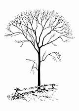 Tree Coloring Pages Without Leaves Printable Kids sketch template