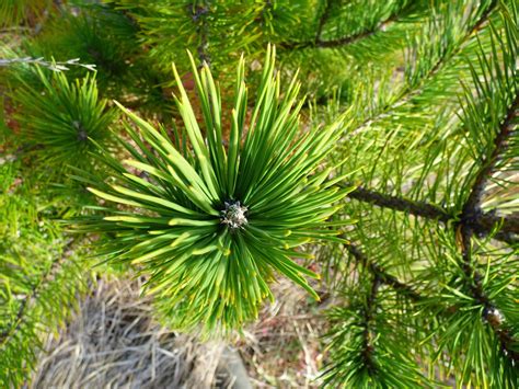 Trees Two Needle Pines