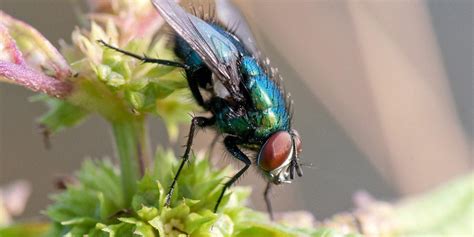 types  flies   uk pest defence