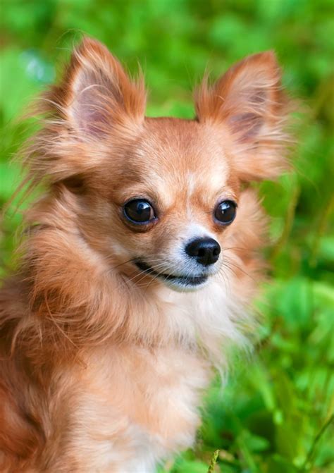 long haired chihuahua  thriftyfun