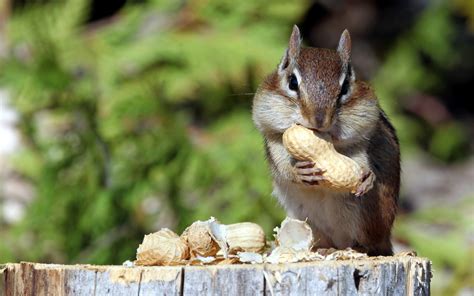 wallpaper nuts eating green mammals squirrel food animals