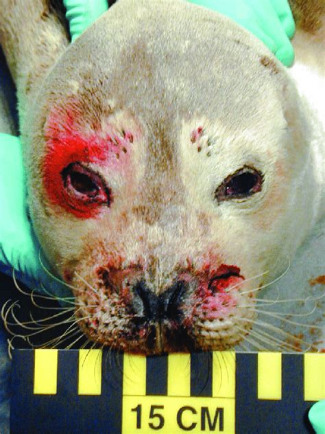 Face Of Harbor Seal Hs 8 Periocular Trauma And Facial Lacerations Are