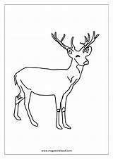 Coloring Animals Pages Birds Animal Sheets Stag Megaworkbook Sea sketch template