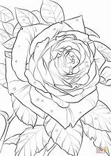 Rose Coloring Oklahoma Pages Drawing Ausmalbild Ausmalbilder Zum Cherokee Rosen Printable Flowers Roses Mandala Getdrawings Mandalas Flower Kostenlos Choose Board sketch template