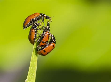 types  ladybugs  ohio