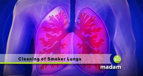 clean smokers lungs  easy steps organic diet biomadam