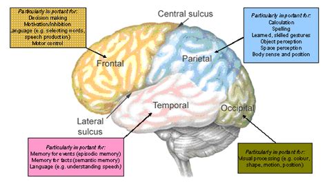 Brain Lobes And Their Functions