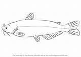 Catfish Fishes Drawingtutorials101 sketch template